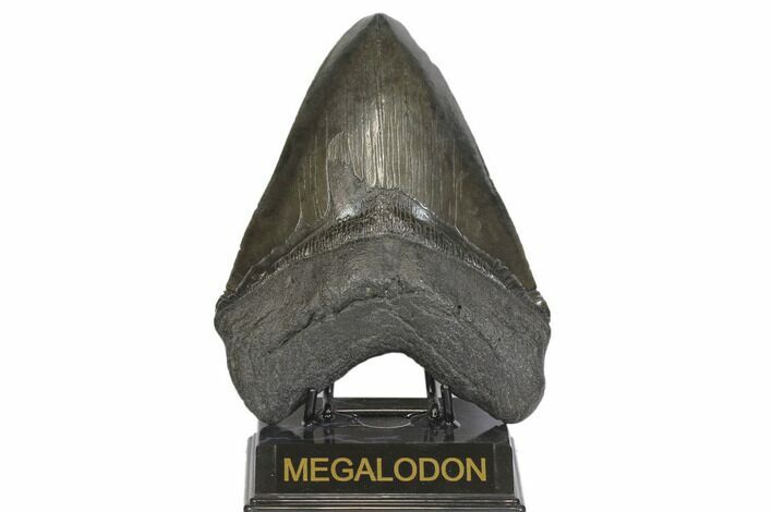 Fossil Megalodon Tooth - Massive Meg Tooth! #145245